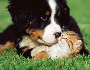 Cute Puppies Playing With Kittens Cute Kittens And Puppies