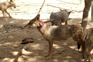 Animal cruelty, Egypt, Zoos, wildlife conservation, animal activism