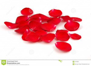 roses of many varieties along with red rose pictures for special ...