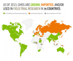 there is tremendous controversy about genetically modified gm crops ...
