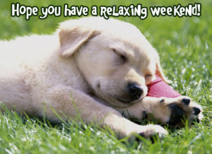 or classmates a great weekend with this cute dog ecard