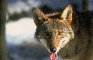 Endangered Red Wolf #Stop wolf hunting!!!!!