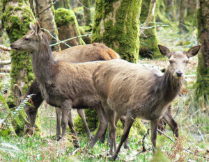 Description Irl-female red deer Killarney.jpg