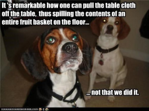 Funny Beagle | It 's remarkable how one can pull the table cloth off ...