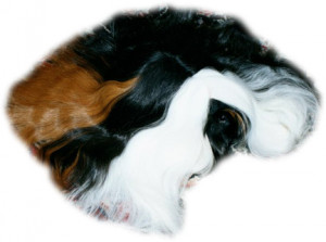 It is a long haired show guinea pig called the Peruvian cavy. There is ...