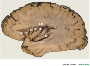 Insula Lobe Of Brain