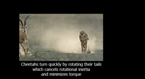 Cheetah stabilized