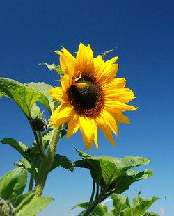 Ah! Sunflower