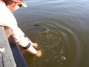 Tarwin River Estuary Perch