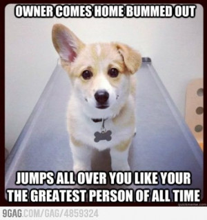 ... Corgi does when you get home??? Sign up for The Daily Featured #Corgi