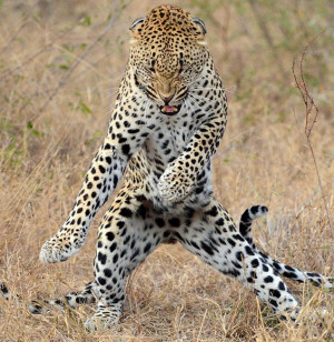 SEE IT: South African leopard cub has moves that would make Psy ...