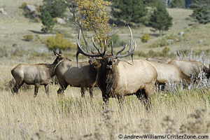 Rocky Mountain Elk Cervus...