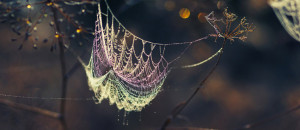 Spider web Facebook cover