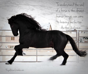 Royal Grove Stables Blog