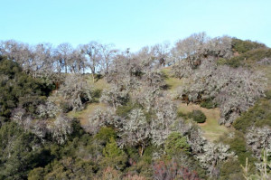 Brad thought he saw something moving. It turned out to be a rabbit. I ...