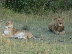 Lions Mating Lion Lioness Big Cats