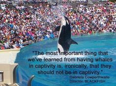 ... captivity is, ironically, that they should not be in captivity