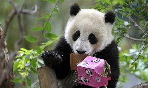 ... panda tai shan goes happy birthday panda happy birthday panda happy