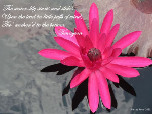 ... . IV. L. 236. Tennyson Descriptive, Gardens Quotes, Water Lilies