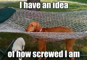 funny-picture-dog-stuck-bad-idea