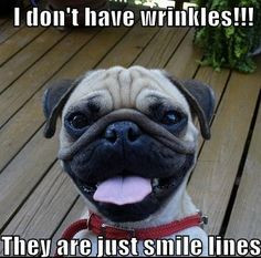 wrinkles more wrinkle funny pics jokes pug dog funny dogs pics pets ...