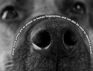 animal facts, amazing animal facts, facts about animals, dog nose ...