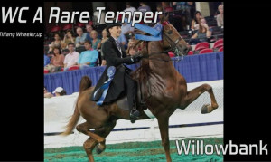 Saddlebred Quotes, Saddlebreds Harness, Beautiful American, Temperance ...