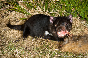 Tasmanian Devil Eating