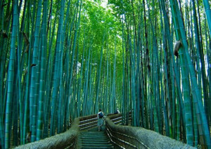 most beautiful places to visit,Sagano Bamboo forest, Japan