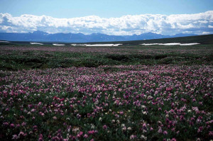 The Arctic National Wildlife Refuge is a place that has inspired many ...