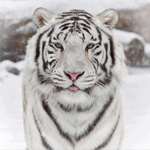 beautiful photo of white Siberian tiger in the snow