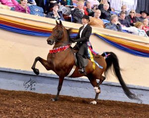 MEET GEORGE JETSON, World Champion Park Saddle 4-YR