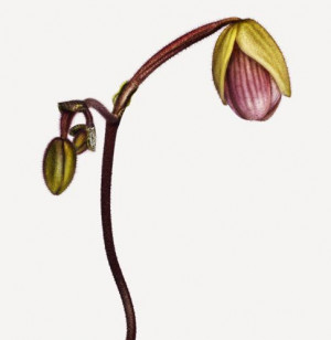 Andrew Zuckerman's Extraordinary Portraits of Flowers | Brain Pickings ...