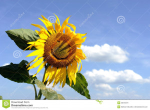 sunflower funny 4 sunflower funny 5 sunflower funny 6 sunflower funny ...