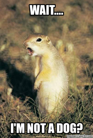 Surprised Prairie Dog Feb 17 01:32 UTC 2013