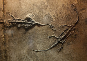 dinosaur fossil Picture