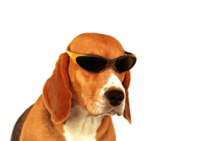 funny beagle pictures 61 - Funny Beagle Pictures