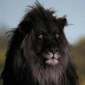 Black Lion Or Fake Lion...?