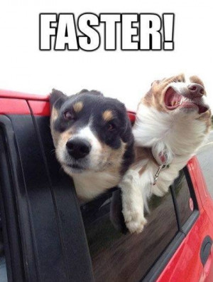 Funny-dog-meme-Faster-resizecrop--.jpg