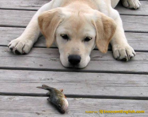 the most popular type of dog in america is the labrador retriever lab ...