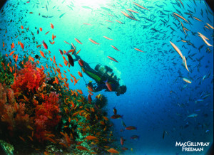 Underwater beauty and exploration.