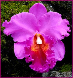 inspirational quotes and sayings orchid flower