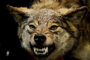 Bared teeth | wolf, fangs