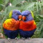 Parrots Quotes