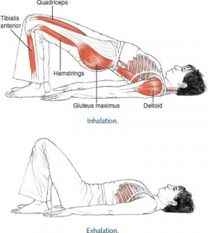 Dwi Pada Pitham Two-Legged Table © Leslie Kaminoff’s Yoga Anatomy B ...