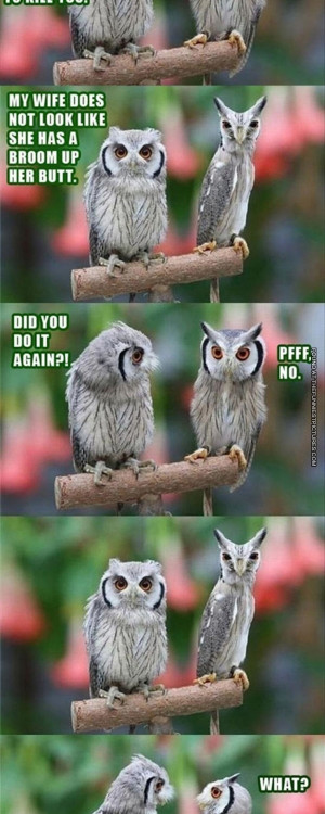 Tags: Owl , Owls , Teasing