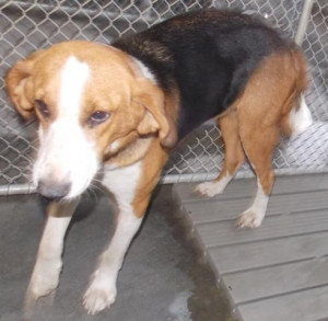 ... 14-D0096 named Selene in St. Paul, NC @ Robeson County Animal Shelter