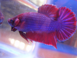 Betta Fish Colors