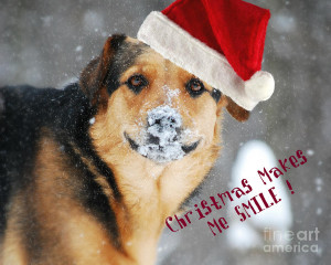 Dog Christmas Cards | quotes.