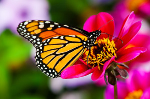 orange butterfly pink flower home printed splashbacks butterfly back